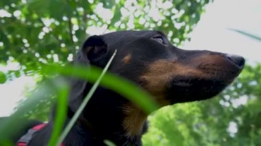 Kırmızı yakalı köpek siyah dachshund yazın sıcağın altında çimlerde oturur.