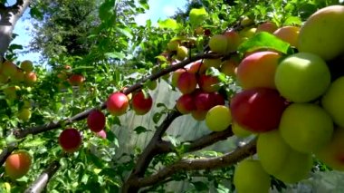 Ağaçların dallarında olgunlaşan erikler.