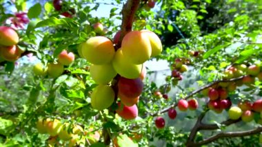 Ağaçların dallarında olgunlaşan erikler.