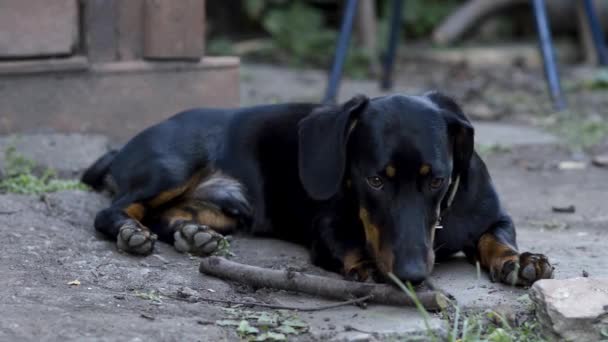 Black Dachshund Dog Brown Spots Face — Stock Video