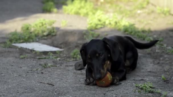 Schwarzer Dackelhund Mit Braunen Flecken Gesicht — Stockvideo
