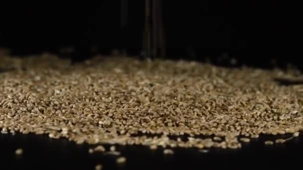 Харчування Літньої Пшениці — стокове відео