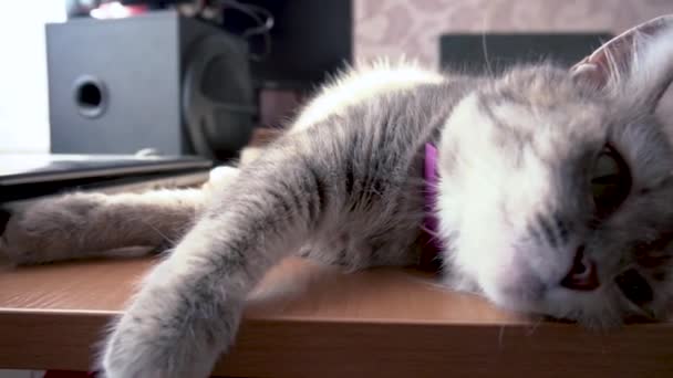szürke aranyos macska gurul körül az asztal