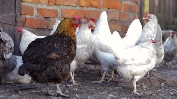 Κότες Αυλή Κοτόπουλο Ζώο — Αρχείο Βίντεο