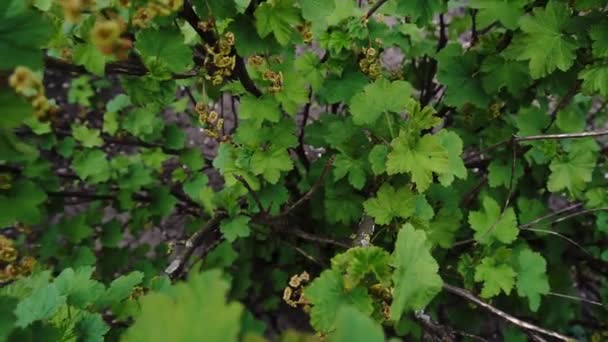 春の緑のスグリの茂み — ストック動画