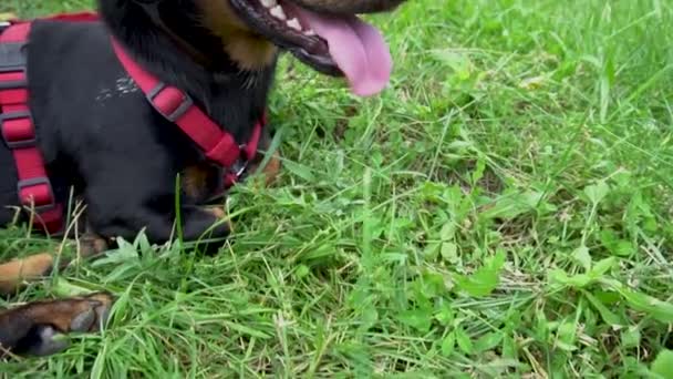 Kırmızı Yakalı Köpek Siyah Dachshund Yazın Sıcağın Altında Çimlerde Oturur — Stok video