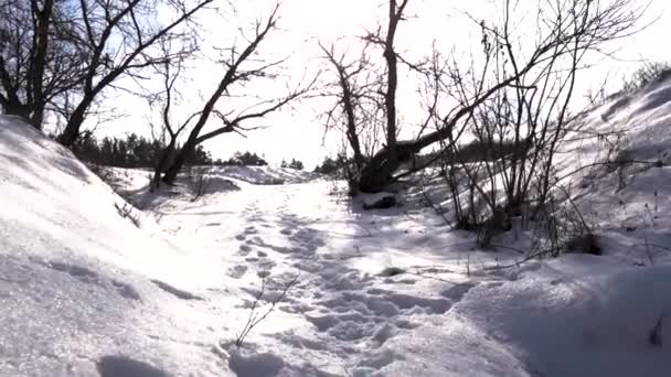 Ziemia Jest Pokryta Białym Zimnym Śniegiem Słoneczny Mroźny Dzień — Wideo stockowe