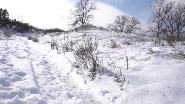 Земля Покрыта Белым Холодным Снегом Солнечный Морозный День — стоковое видео