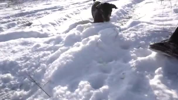 Jeździć Zjeżdżalni Świeżym Powietrzu Zimie Mama Syn Jamnikiem Psa Baw — Wideo stockowe