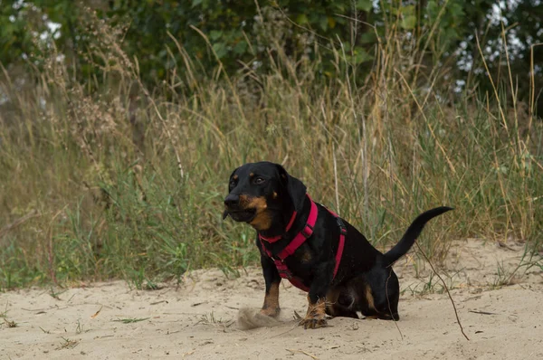 Black Dog Dachshund Red Collar Outdoors Sandy Beach — Stock Photo, Image