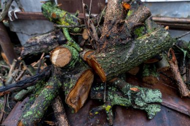 Evi ısıtmak ya da ızgarada et pişirmek için kesilmiş meyve odunu.