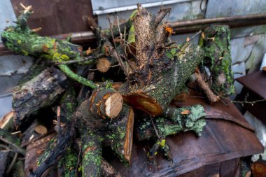 Evi ısıtmak ya da ızgarada et pişirmek için kesilmiş meyve odunu.