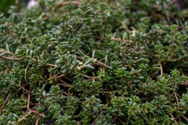 Sonbaharda arka bahçede süslü, yeşil, kalın çiçek çalıları.