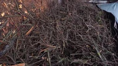 Evi ısıtmak ya da ızgarada et pişirmek için kesilmiş meyve odunu.