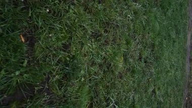 Evi ısıtmak ya da ızgarada et pişirmek için kesilmiş meyve odunu.