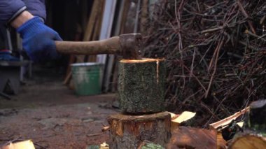 Evi ısıtmak için odunları kesmeye hazırlanıyorlar.