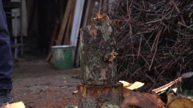 preparing for winter chopping stumps for firewood to heat the house