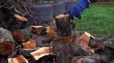 Evi ısıtmak için odunları kesmeye hazırlanıyorlar.