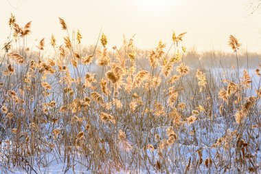 Gün batımına karşı karda Reed. Tekrar reed ile yatay görünüm