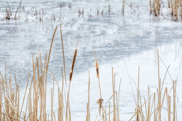 Reed congelado sobre lago gelado. Paisagem de inverno nevado com gelo seco — Fotografia de Stock