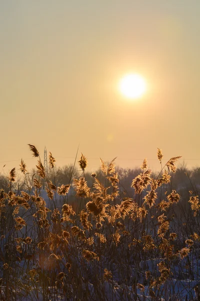Reed in snow and sun over the sky. Vertical view with reed again — Stock Photo, Image