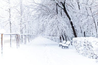 Winter park banklar ile karla kaplı. Park banklar foregro