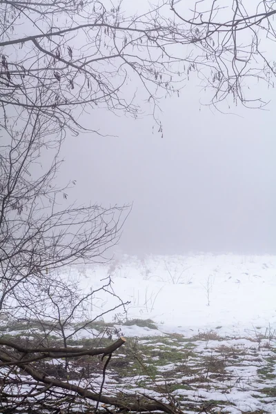 Ködös Időjárás télen. Függőleges téli táj lombtalan fa — Stock Fotó
