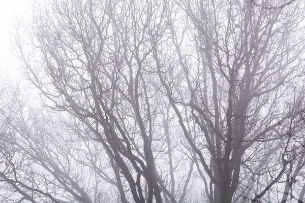 Ramas aisladas sobre el cielo blanco. Ramas de árboles desnudos negros en wh — Foto de Stock