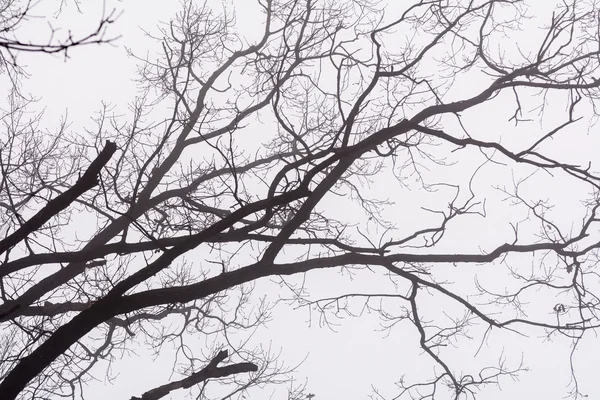 Ramos isolados sobre o céu branco. Preto galhos de árvore nua no wh — Fotografia de Stock