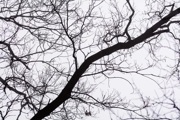 Branches isolées sur ciel blanc. branches d'arbres nus noirs sur wh — Photo