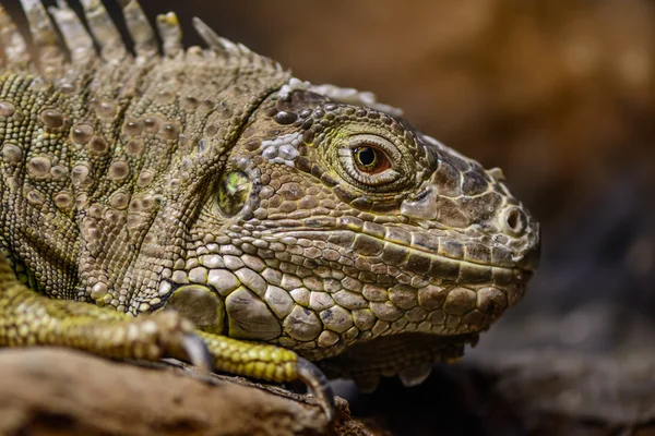 Close-up de um Iguana verde. Relato de iguana verde calma e bonita — Fotografia de Stock