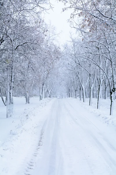Snow forest alley. Winter park with snow trees and road at white