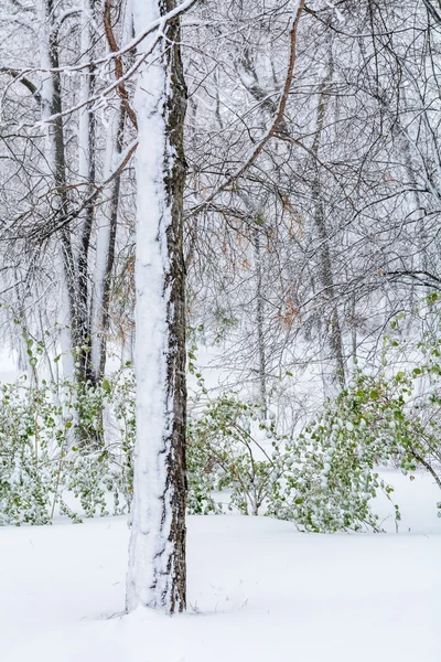 Un tronco cubierto de nieve. Nieve en el bosque con nieve — Foto de Stock