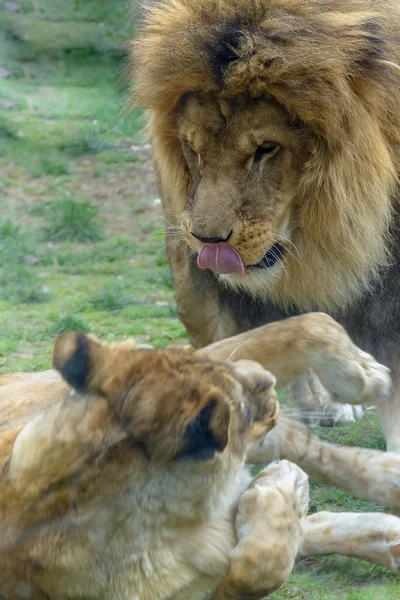 León y leona jugando. Primer plano con león y leona jugando —  Fotos de Stock