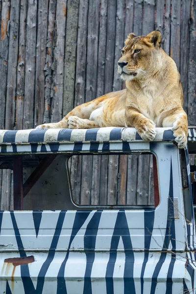 Porträt einer ruhigen Löwin. Löwin liegt auf Auto im Zoo — Stockfoto