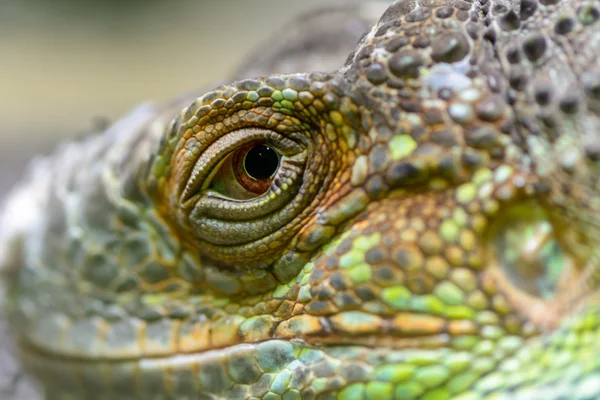 Close-up do olho de uma iguana verde. Olho de perto de igua verde — Fotografia de Stock