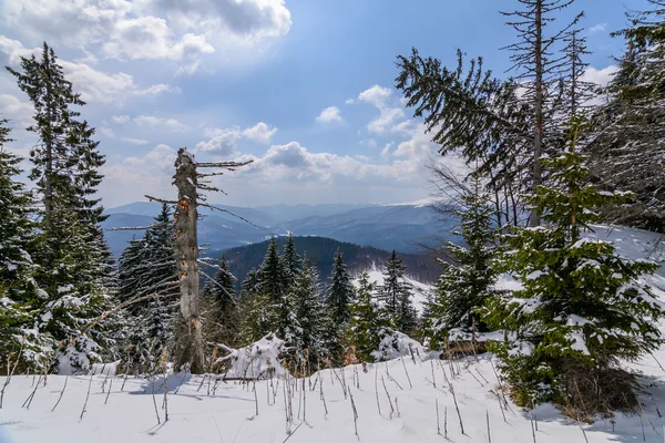 Panoramiczny widok poziomy z pokrytymi śniegiem drzewami. Krajobraz — Zdjęcie stockowe