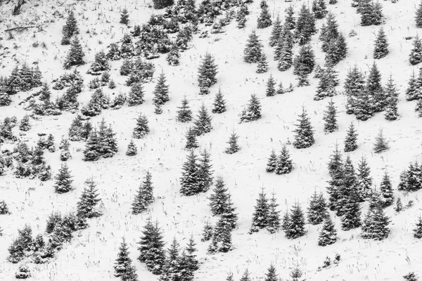 Tło z śniegu pokryte małe drzewa. Tekstura pokrywy śnieżnej — Zdjęcie stockowe
