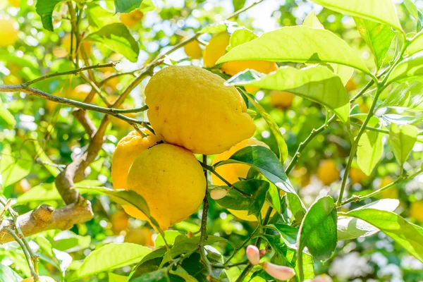 Sarı limon ağacına asılı. Limon ile yatay çerçeve