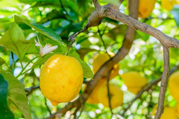 Sarı limon ağacına asılı. Limon ile yatay çerçeve