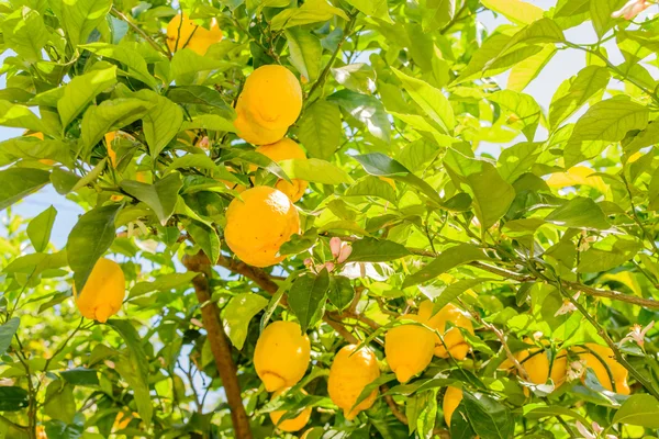 Yellow lemons hanging on tree. Horizontal close-up fram