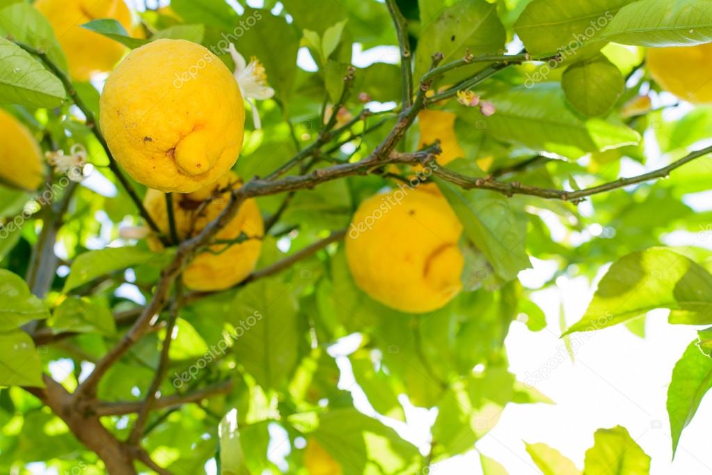 Yellow lemons hanging on tree. Horizontal frame with  lemon