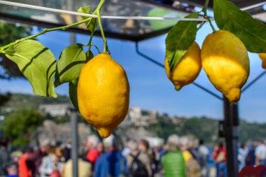 Sarı limonlar ipte sallanıyor. Limonlarla yatay yakın çekim 