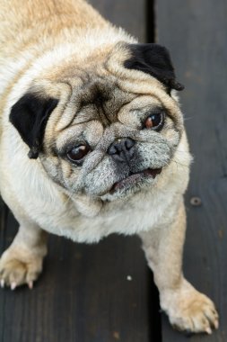 Fransız bulldog ile dikey görüntü. Sevimli küçük Fransız bulldog p