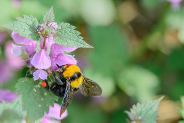Bumble-arı çiçek mavi zemin üzerine oturan. Canlı ufuk