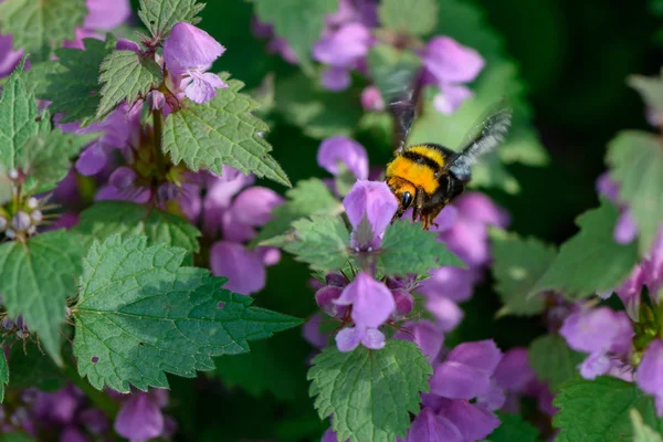 Bumble-bee sentado sobre flores. Vivid primer plano con una abeja withi —  Fotos de Stock