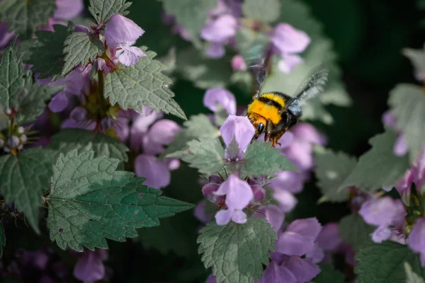 Αγριομελισσών-μέλισσα κάθεται στα λουλούδια. Γκρο πλαν, με μία μέλισσα μέσα summ — Φωτογραφία Αρχείου