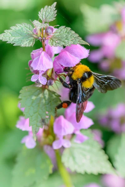 Bumble-bee sentado em flores. Visão de close-up vertical vívida com Fotos De Bancos De Imagens Sem Royalties