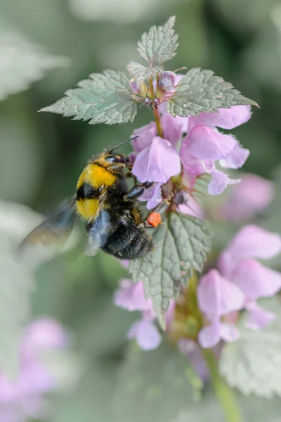 Bumble-bee çiçeklerin üzerinde oturuyor. Bir b ile dikey yakın çekim görünümü — Stok fotoğraf