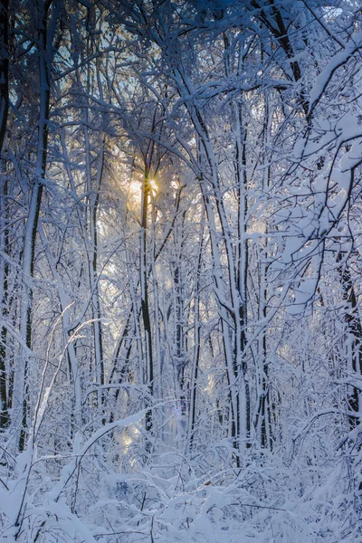 Invierno en el bosque —  Fotos de Stock